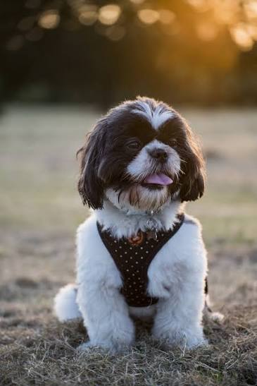 Nasz gość